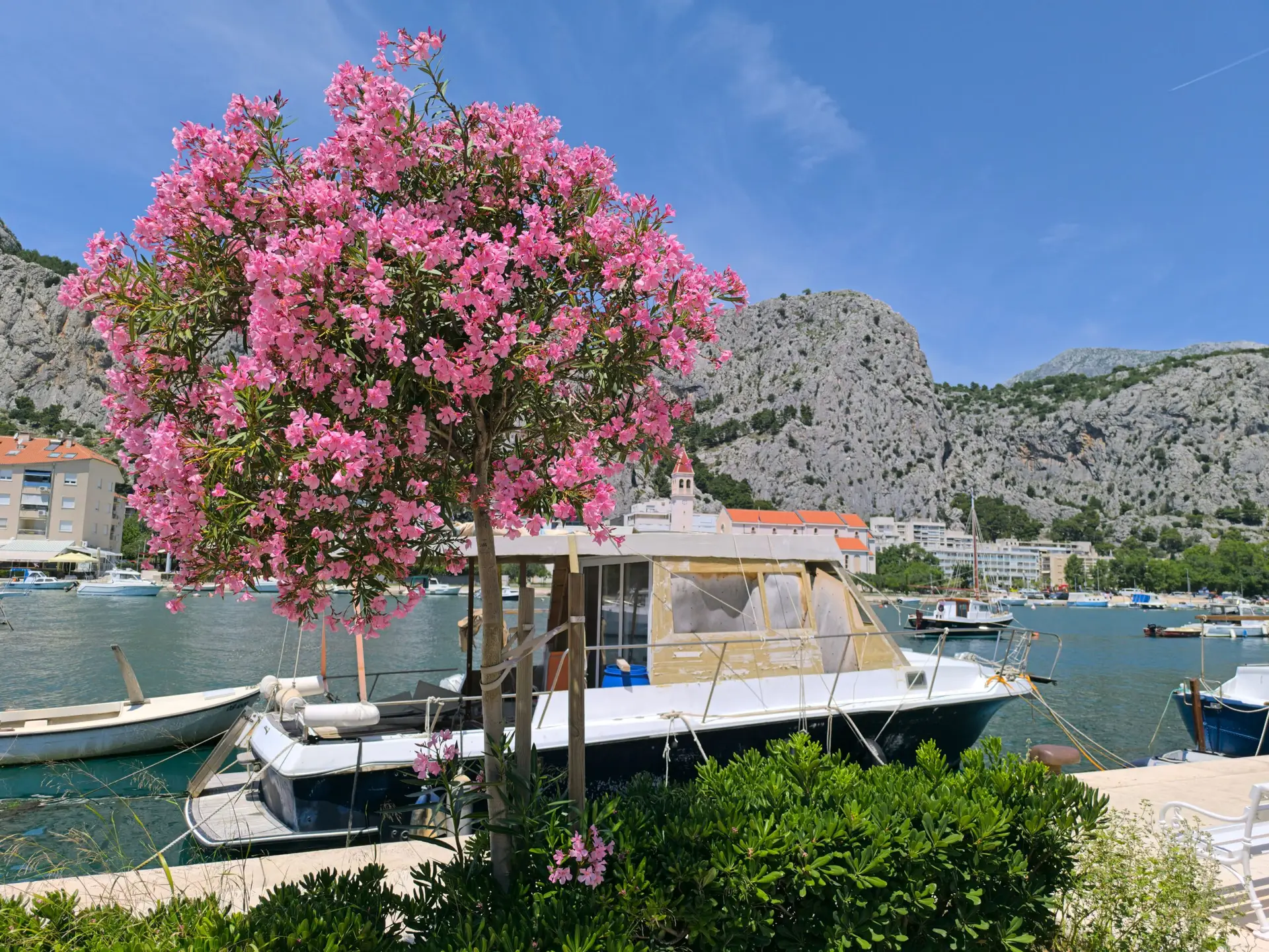 Pink oleander tree beside boats docked in a harbor town below rocky mountains
