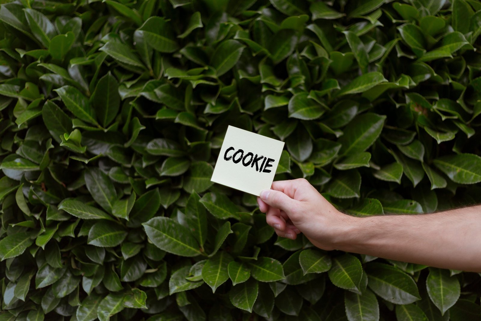A hand holding a card reading "COOKIE" against a green leafy hedge